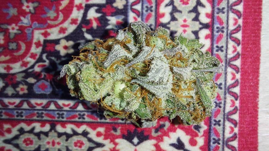 Tutti Frutti Grow. Week 14