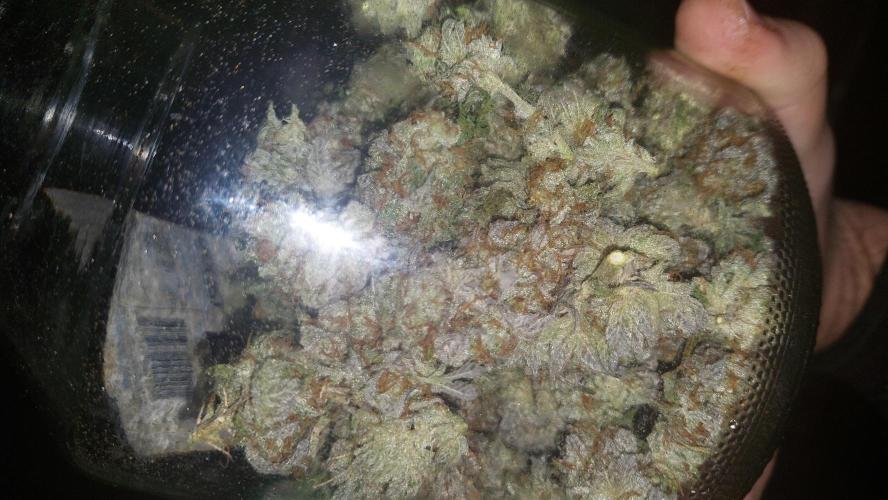 Tutti Frutti Grow. Week 14