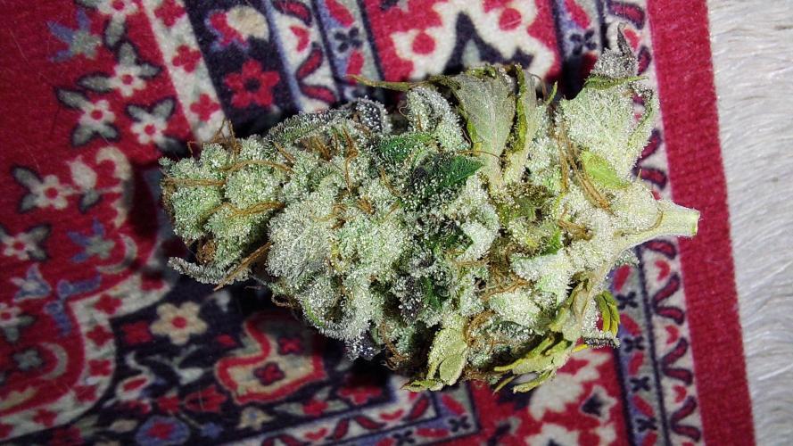 Tutti Frutti Grow. Week 14