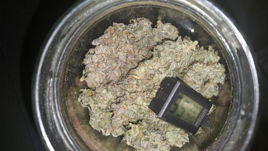 Tutti Frutti Grow. Week 14