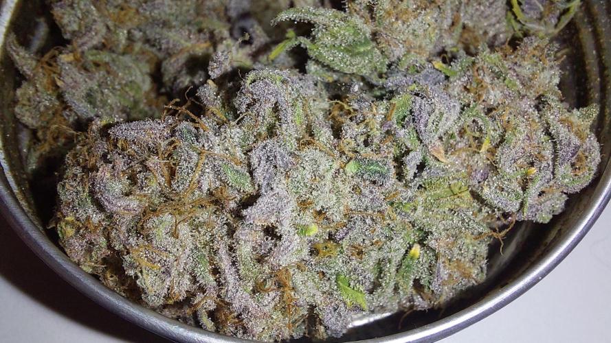 Tutti Frutti Grow. Week 14