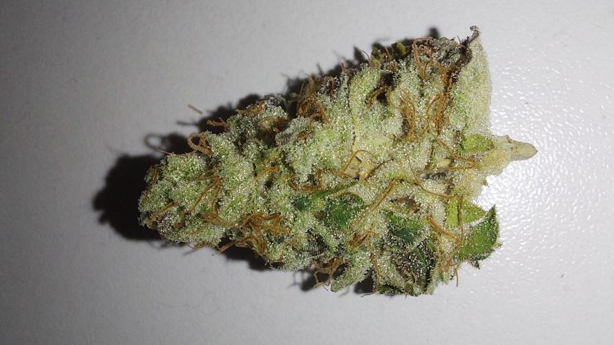 Tutti Frutti Grow. Week 14