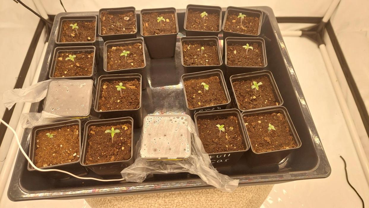 Super Critical by Greenhouse seeds. Week 0