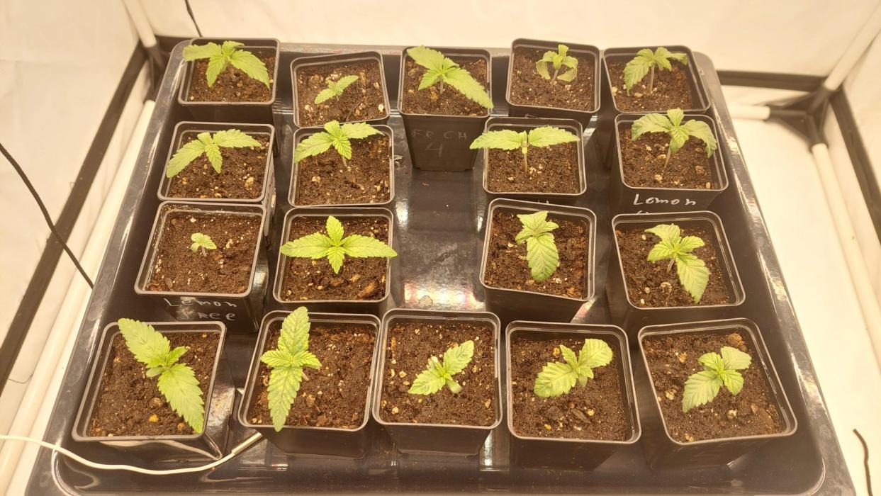 Super Critical by Greenhouse seeds. Week 1