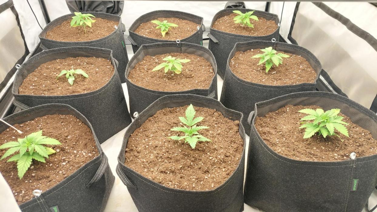 Super Critical by Greenhouse seeds. Week 2