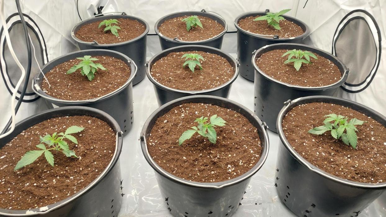 Super Lemon Haze x RS11. Week 2