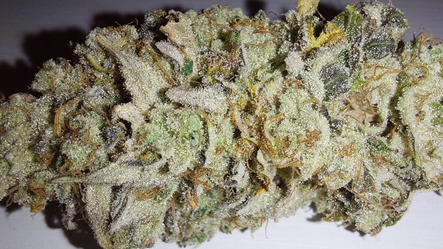 Tutti Frutti Grow. Week 14