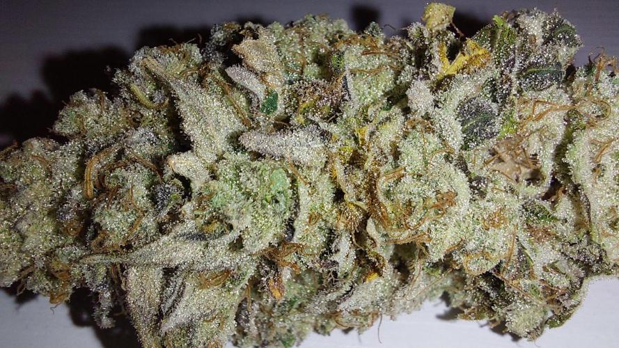 Tutti Frutti Grow. Week 14