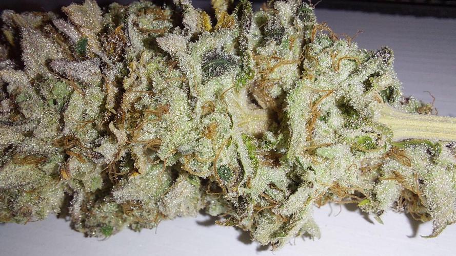 Tutti Frutti Grow. Week 14