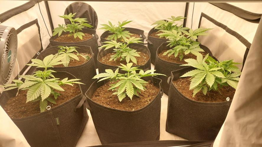 Super Critical by Greenhouse seeds. Week 3