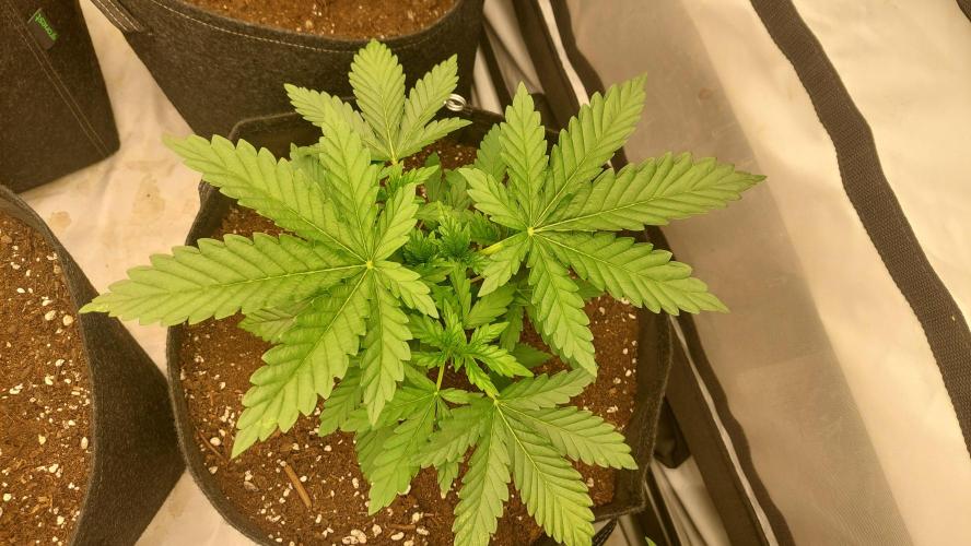 Super Critical. Week 3
