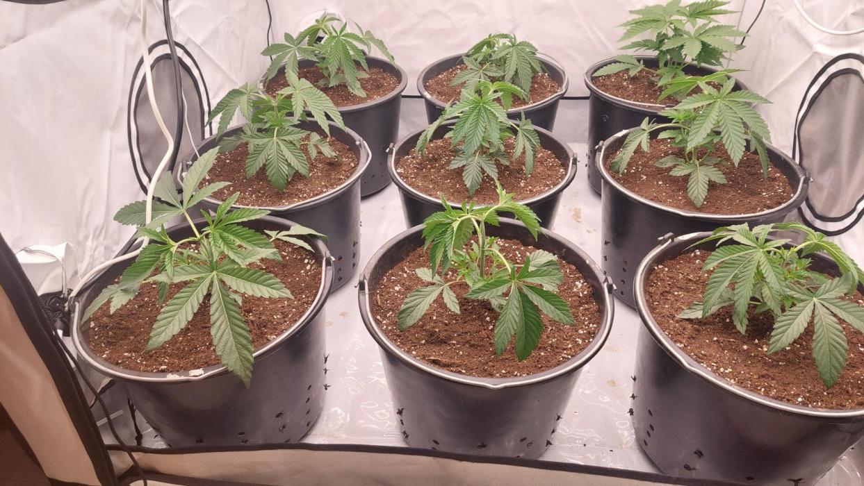 Super Lemon Haze x RS11. Week 3