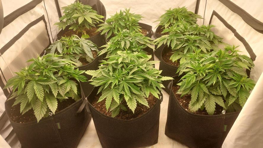 Super Critical by Greenhouse seeds. Week 4
