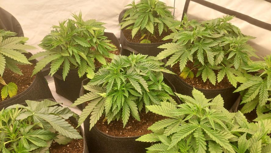 Super Critical by Greenhouse seeds. Week 4