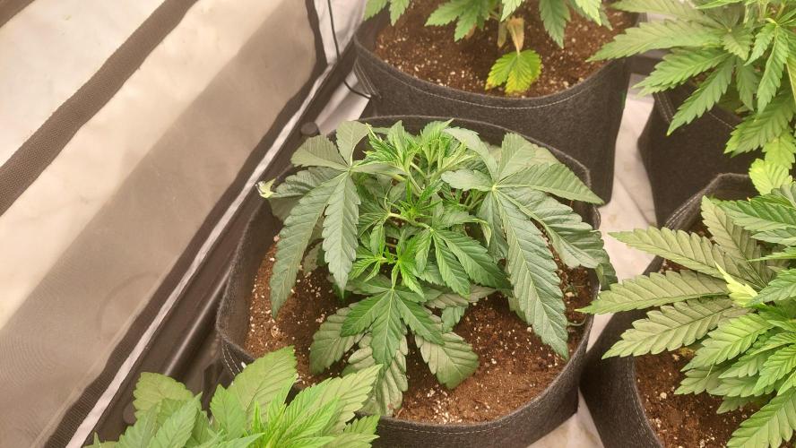 Super Critical. Week 4