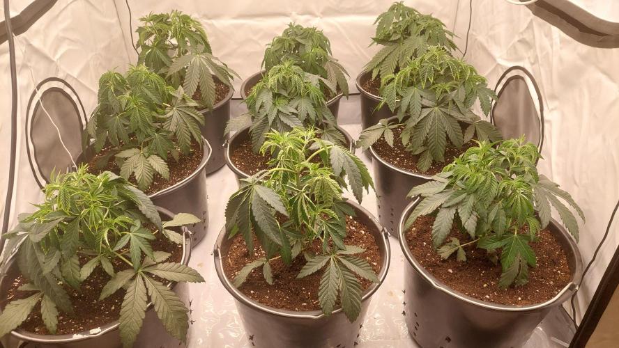 Super Lemon Haze x RS11. Week 4