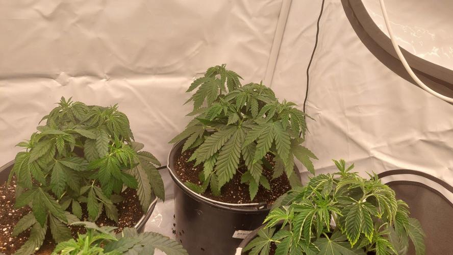 Super Lemon Haze x RS11. Week 4 - the super critical plant