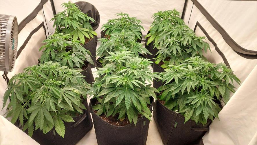 Super Critical by Greenhouse seeds. Week 5