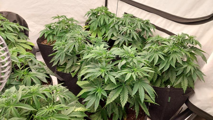 Super Critical. Week 5