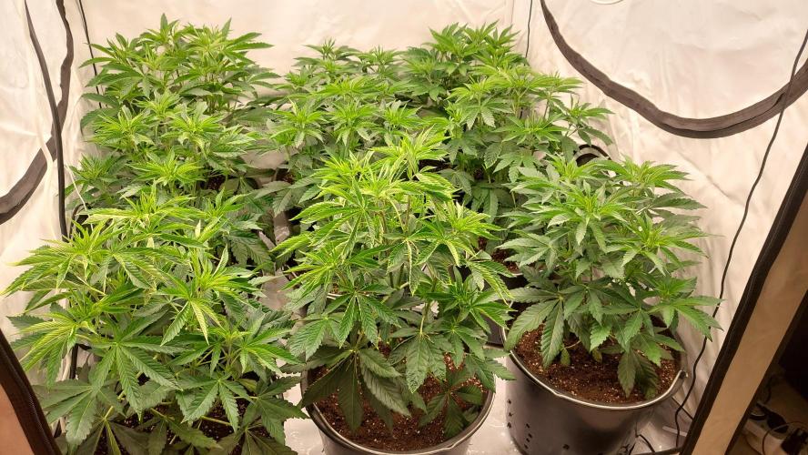 Super Lemon Haze x RS11. Week 5