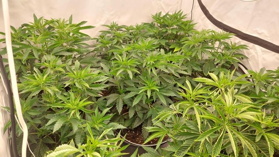Super Lemon Haze x RS11. Week 5