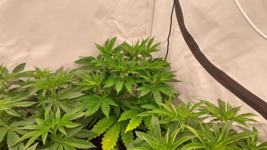 Super Lemon Haze x RS11. Week 5