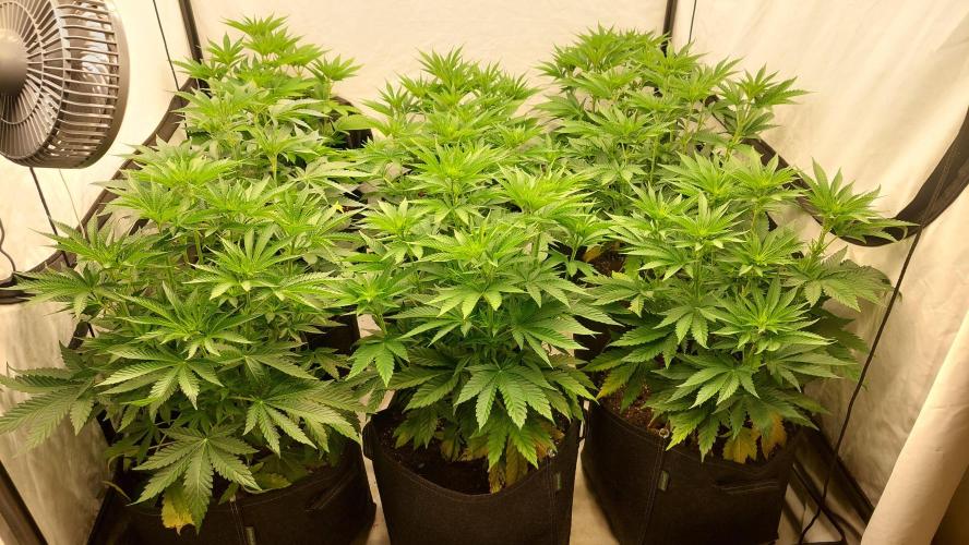 Super Critical by Greenhouse seeds. Week 6