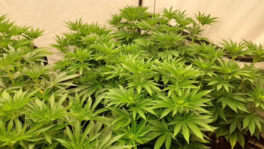 Super Critical by Greenhouse seeds. Week 6