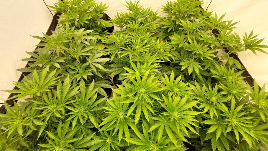 Super Critical. Week 6