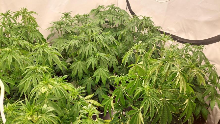 Super Lemon Haze x RS11. Week 6