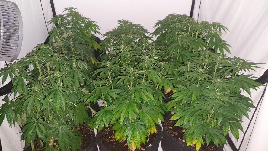 Super Critical by Greenhouse seeds. Week 7