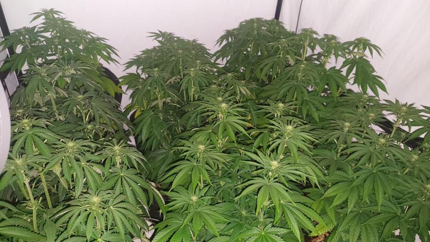 Super Critical. Week 7