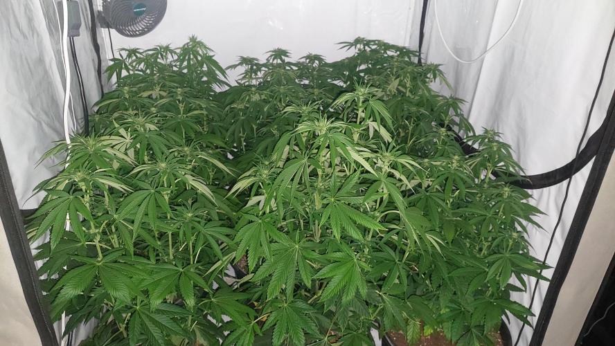 Super Lemon Haze x RS11. Week 7