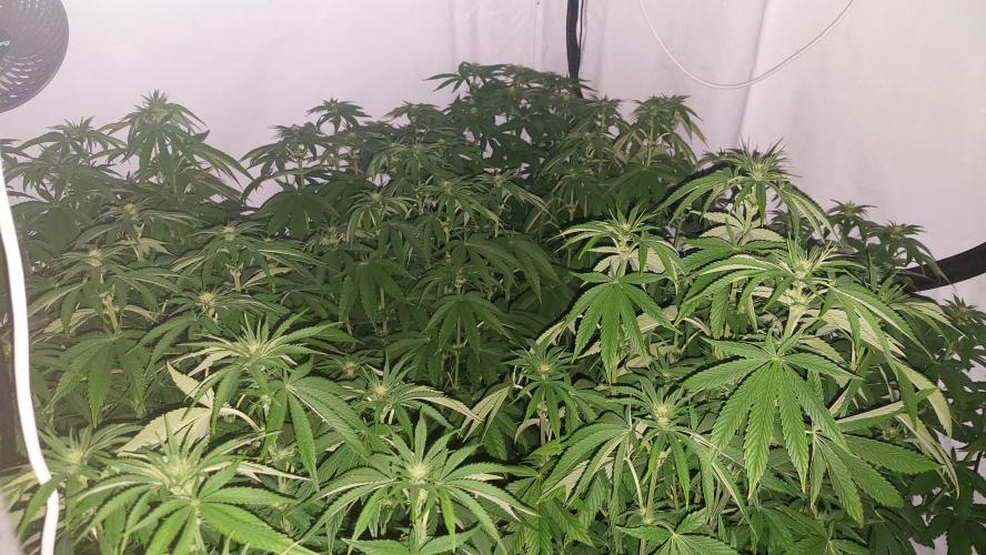 Super Lemon Haze x RS11. Week 7