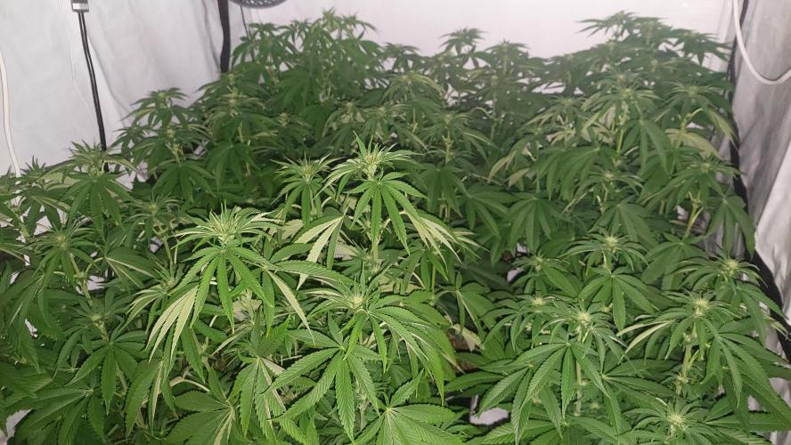 Super Lemon Haze x RS11. Week 7