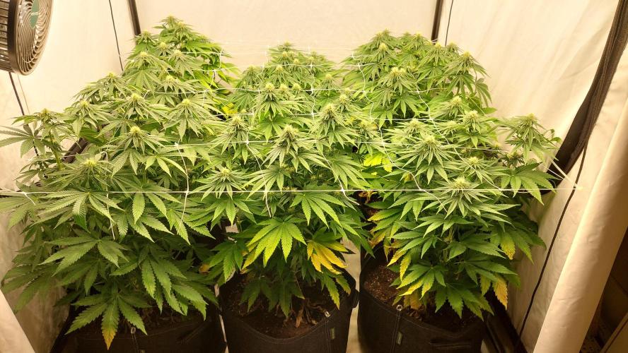 Super Critical by Greenhouse seeds. Week 8