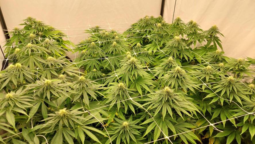 Super Critical. Week 8