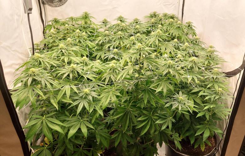 Super Lemon Haze x RS11. Week 8