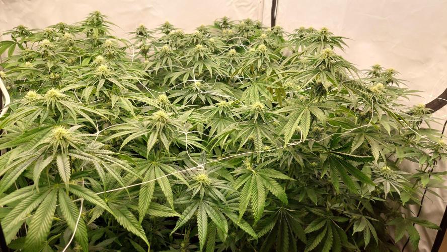 Super Lemon Haze x RS11. Week 8