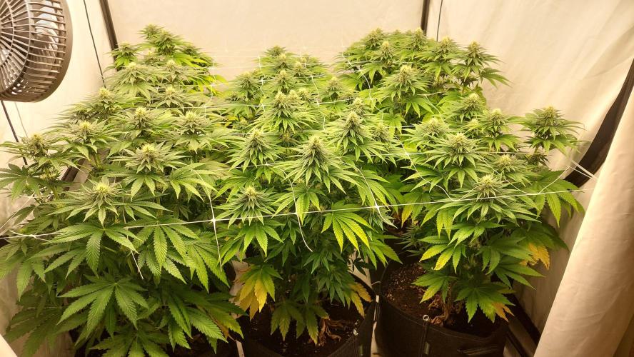 Super Critical by Greenhouse seeds. Week 9