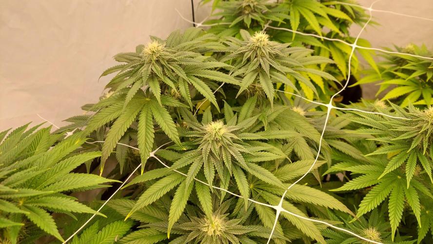 Super Critical. Week 9