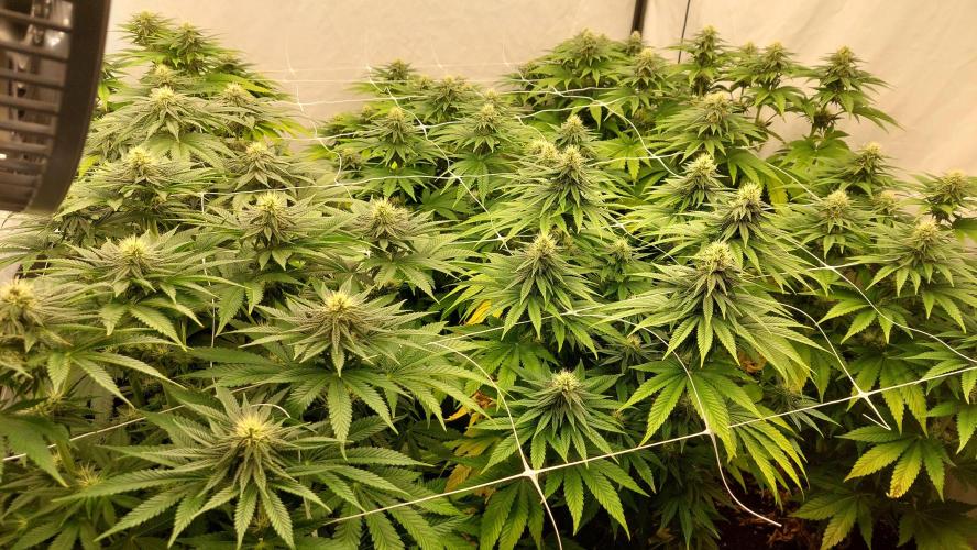 Super Critical by Greenhouse seeds. Week 9