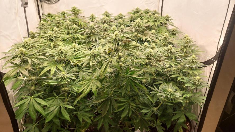 Super Lemon Haze x RS11. Week 9