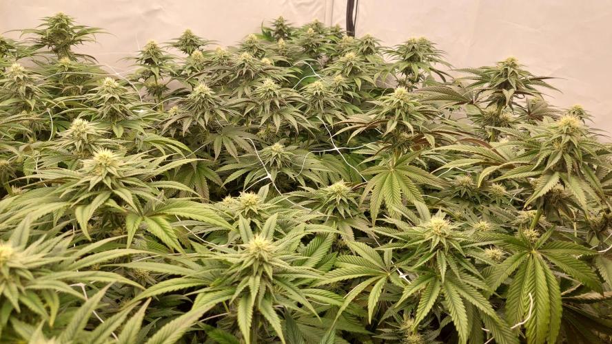 Super Lemon Haze x RS11. Week 9