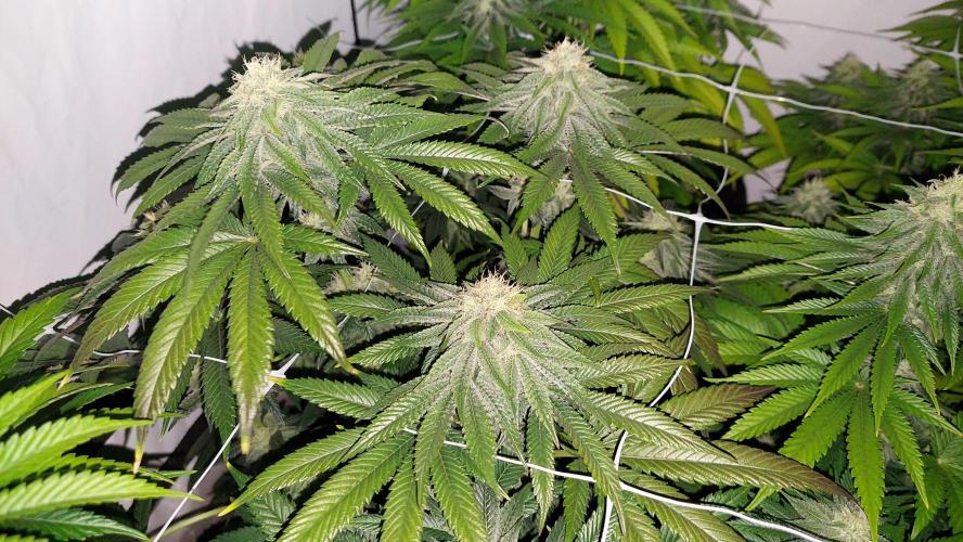 Super Critical by Greenhouse seeds. Week 10 - The lemon in the tent