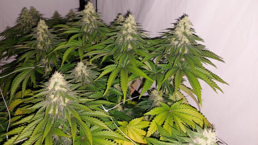 Super Critical by Greenhouse seeds. Week 10