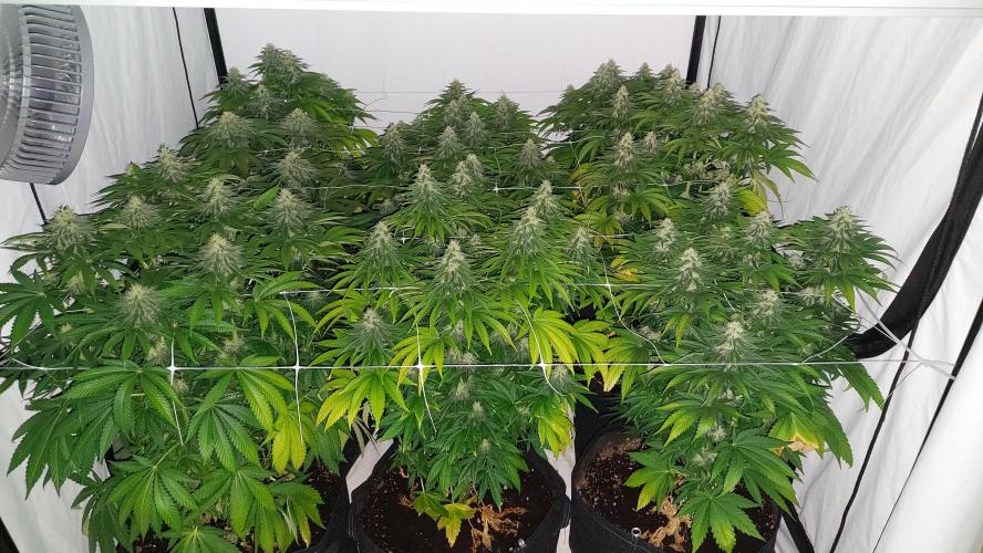 Super Critical by Greenhouse seeds. Week 10