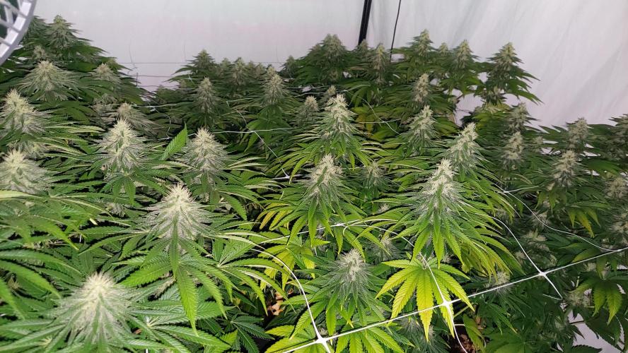 Super Critical. Week 10