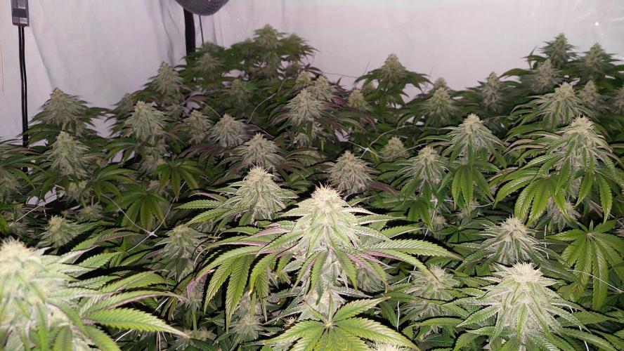 Super Lemon Haze x RS11. Week 10