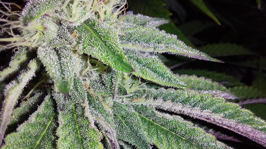 Super Lemon Haze x RS11. Week 10